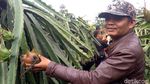 Foto: Agrowisata Kebun Buah Naga di Sukabumi, Mampir Ah!