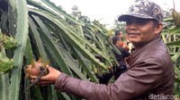Muhammad Nur sang pemilik mengaku kebunnya kini ramai dikunjungi setelah mengubah konsep kebun miliknya, dari kebun biasa menjadi agrowisata. (Syahdan Alamsyah/detikTravel)