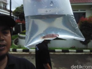 Pemkot Cimahi Bagikan Ikan Cupang untuk Berantas Jentik Nyamuk