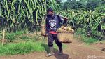 Foto: Agrowisata Kebun Buah Naga di Sukabumi, Mampir Ah!