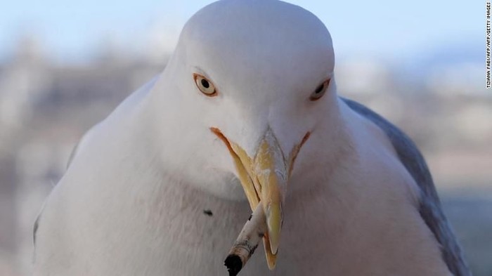 Burung menggigit puntung rokok. Foto: CNN/Getty Images Burung menggigit puntung rokok. Foto: CNN/Getty Images
