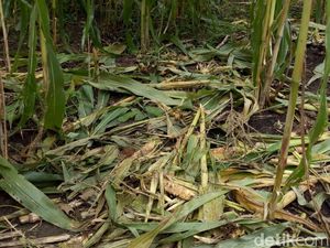 Warga Ponorogo Punya Trik Antisipasi Serangan Babi Hutan