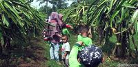Yuk, Agrowisata di Kebun Buah Naga di Sukabumi