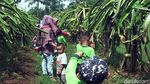Foto: Agrowisata Kebun Buah Naga di Sukabumi, Mampir Ah!