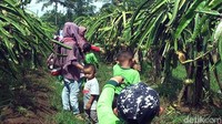 Tidak hanya pengunjung lokasi, sejumlah instansi hingga pelajar ramai mendatangi kebun milik Nur. Mereka yang datang dibekali keranjang dan gunting khusus, wisatawan yang datang kemudian diarahkan untuk memilih buah yang memang sudah layak panen. (Syahdan Alamsyah/detikTravel)