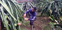 Yuk, Agrowisata di Kebun Buah Naga di Sukabumi