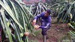 Foto: Agrowisata Kebun Buah Naga di Sukabumi, Mampir Ah!