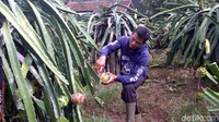 Makan buah dari kebunnya dan dipetik sendiri terkesan menyenangkan bukan? Nah, datang saja ke Sukabumi, di sana kamu bisa wisata sembari memetik buah naga. (Syahdan Alamsyah/detikTravel)