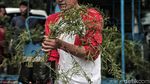 Wow, Ribuan Lavender Ditanam di Marunda untuk Cegah DBD