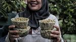 Wow, Ribuan Lavender Ditanam di Marunda untuk Cegah DBD