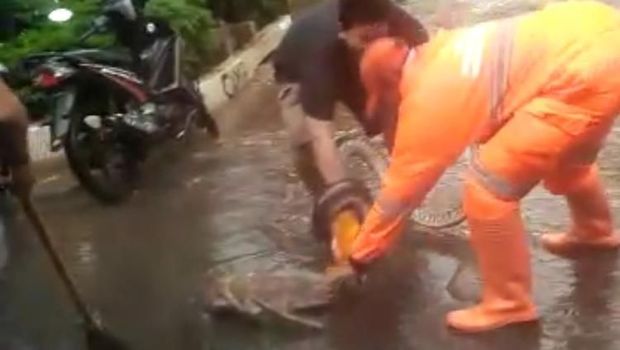 Ular Sanca 4 Meter Muncul di Jalan Kebayoran Lama yang Tergenang Air