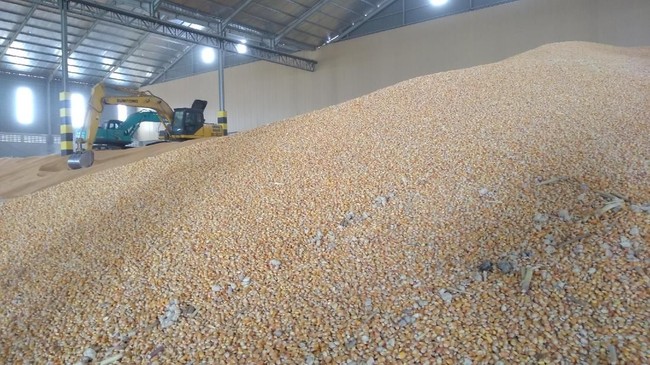RI Bakal Terus Tergantung Impor Jagung, Kok Bisa?