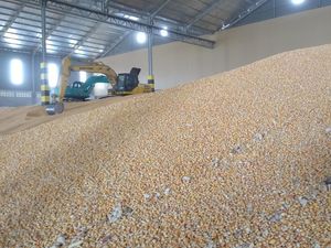 Impor Jagung Disetop!