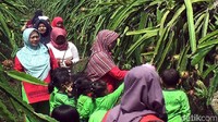 Tidak hanya sekedar membeli, pengunjung bisa leluasa memetik dan menikmati kelezatan buah yang kaya dengan serat dan vitamin C tersebut. (Syahdan Alamsyah/detikTravel)