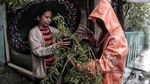 Wow, Ribuan Lavender Ditanam di Marunda untuk Cegah DBD