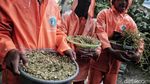Wow, Ribuan Lavender Ditanam di Marunda untuk Cegah DBD