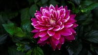 Sesuai namanya, bunga dahlia turut menghiasi menambah cantik pemandangan di Gardens By The Bay, Singapura.