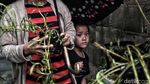 Wow, Ribuan Lavender Ditanam di Marunda untuk Cegah DBD