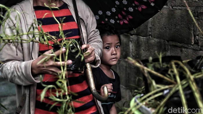 Warga Marunda Jakarta Utara menanam 2.000 bibit lavender untuk cegah DBD (Foto: Pradita Utama) Warga Marunda Jakarta Utara menanam 2.000 bibit lavender untuk cegah DBD (Foto: Pradita Utama)