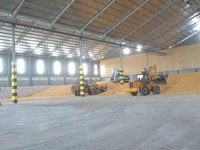 RI Bakal Terus Tergantung Impor Jagung, Kok Bisa?