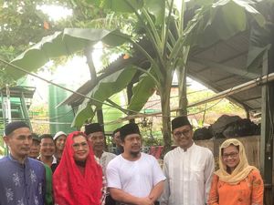 Ahok Bebas, Cucu Mbah Priuk Syukuran Potong Kerbau