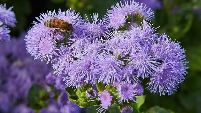 Ageratum houstounianum aka bandotan tanaman anti nyamuk