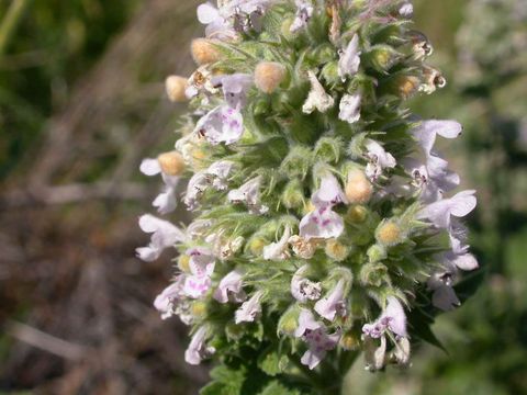 Nepeta cataria Nepeta cataria catnip