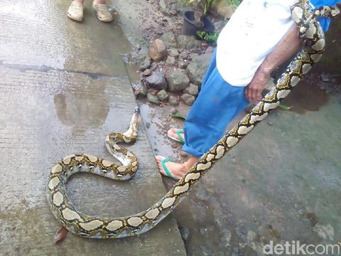 Ular Piton 4,5 Meter Ditangkap Warga Kudus Usai Memangsa Ayam