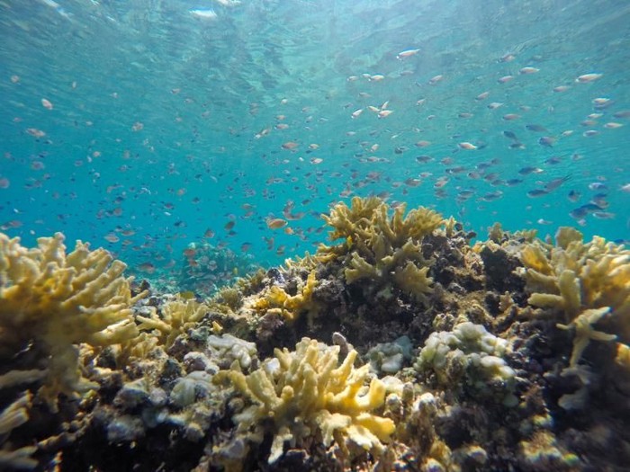 alam bawah laut Pulau Satonda