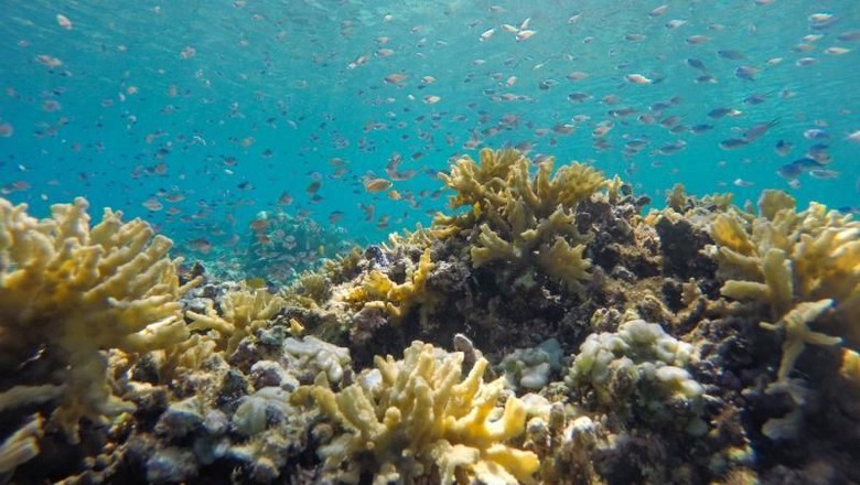 Pulau Satonda alam bawah laut Pulau Satonda