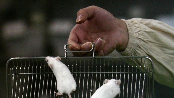 Ilustrasi Tikus CHONGQING, CHINA - FEBRUARY 16: (CHINA OUT) A worker displays white mice at an animal laboratory of a medical school on February 16, 2008 in Chongqing Municipality, China. Over 100,000 rats and mice are used in experiments every year for pharmaceutical research in the lab, where the temperature is kept at 24 degrees centigrade.(Photo by China Photos/Getty Images)