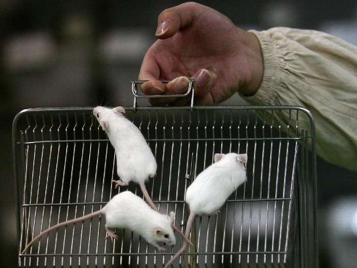 CHONGQING, CHINA - FEBRUARY 16: (CHINA OUT) A worker displays white mice at an animal laboratory of a medical school on February 16, 2008 in Chongqing Municipality, China. Over 100,000 rats and mice are used in experiments every year for pharmaceutical research in the lab, where the temperature is kept at 24 degrees centigrade.(Photo by China Photos/Getty Images)
