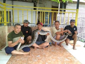 Ular Sanca Muncul di Tengah Banjir di Perum GPS Bekasi