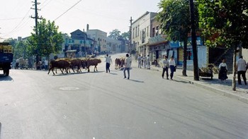 Kota belum tertib, hewan seperti sapi bebas lewat di jalanannya. Foto: Vintages