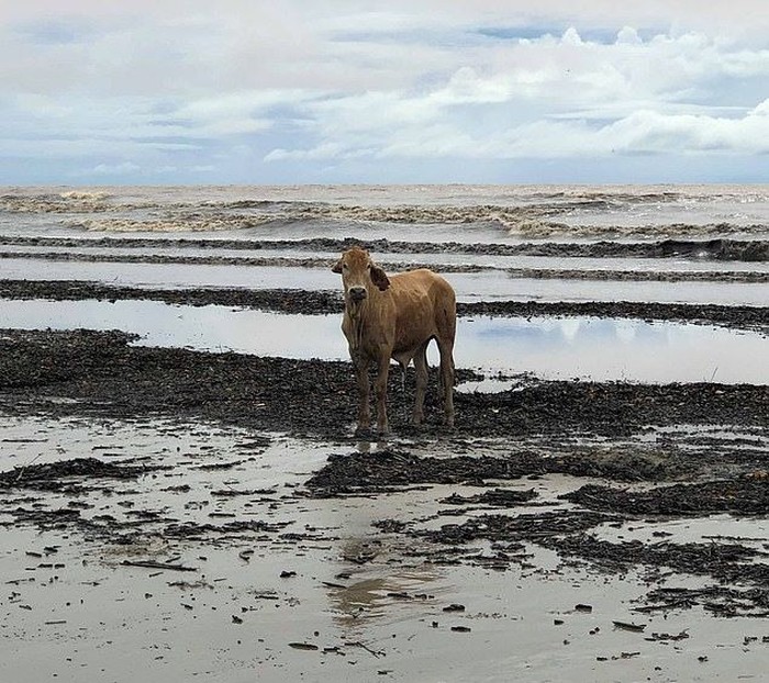 Kawanan Sapi Tersapu Banjir ke Pantai Penuh Buaya di Australia