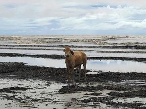 Kawanan Sapi Tersapu Banjir ke Pantai Penuh Buaya di Australia