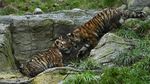 Melihat Tingkah Bayi Harimau Amur yang Bikin Gemas
