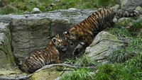 Kedua bayi harimau itu nampak menggemaskan saat bermain bersama.