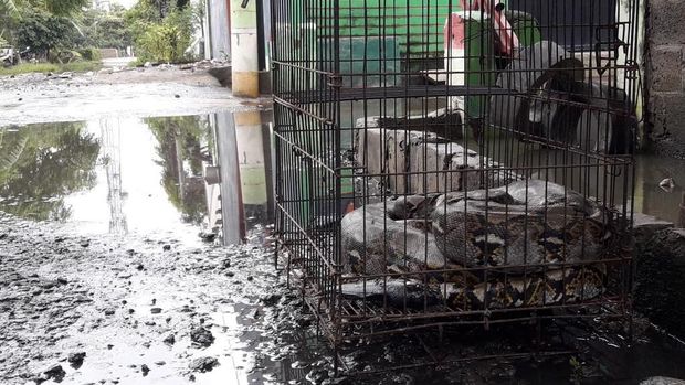 Ular ukuran 3 meter dengan bobot 40 Kg itu dikurung di kandang besi.