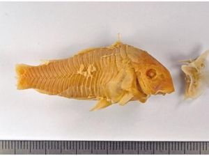 Pria Mabuk Telan Lele Berbisa Hidup-hidup, Berakhir di Meja Operasi