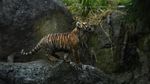 Melihat Tingkah Bayi Harimau Amur yang Bikin Gemas