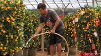 Jeruk Kim Kit sering dijadikan lambang keharmonisan dan hubungan antar keluarga. Maka tak heran bila jaruk ini biasa disebut juga jeruk keberuntungan.