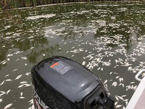 Duh! Ratusan Ribu Ikan di Sungai Australia Mati Massal