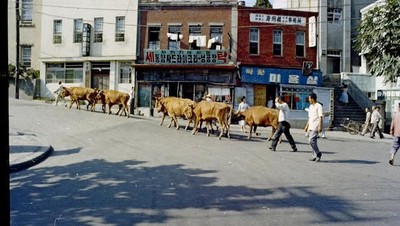 Potret Langka Kota Seoul Masih Melarat, Sapi Pun Berkeliaran