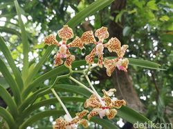 Melihat Hasil Jepretan Kamera Huawei Mate 20 Pro