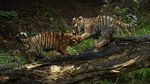 Melihat Tingkah Bayi Harimau Amur yang Bikin Gemas