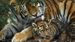 Melihat Tingkah Bayi Harimau Amur yang Bikin Gemas