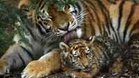 Harimau yang banyak ditemukan di bagian utara Rusia ini mampu hidup di cuaca musim dingin yang bersalju. Bulu yang lebat menyelimuti tubuhnya, dan kakinya yang besar memiliki bantalan bulu yang berfungsi sebagai sepatu salju.