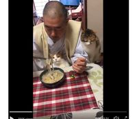 Menggemaskan! Kucing-Kucing Ini Selalu Temani Seorang Biksu Sarapan