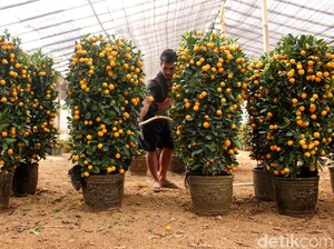 Perayaan Tahun Baru Imlek, Begini Pernak-pernik Dekorasinya
